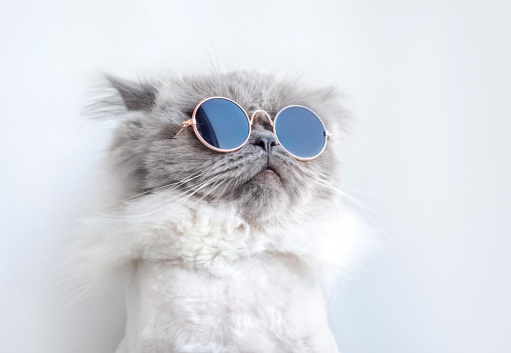 What Are The Effects Of Indoor Living On Cats? You Need to Know it